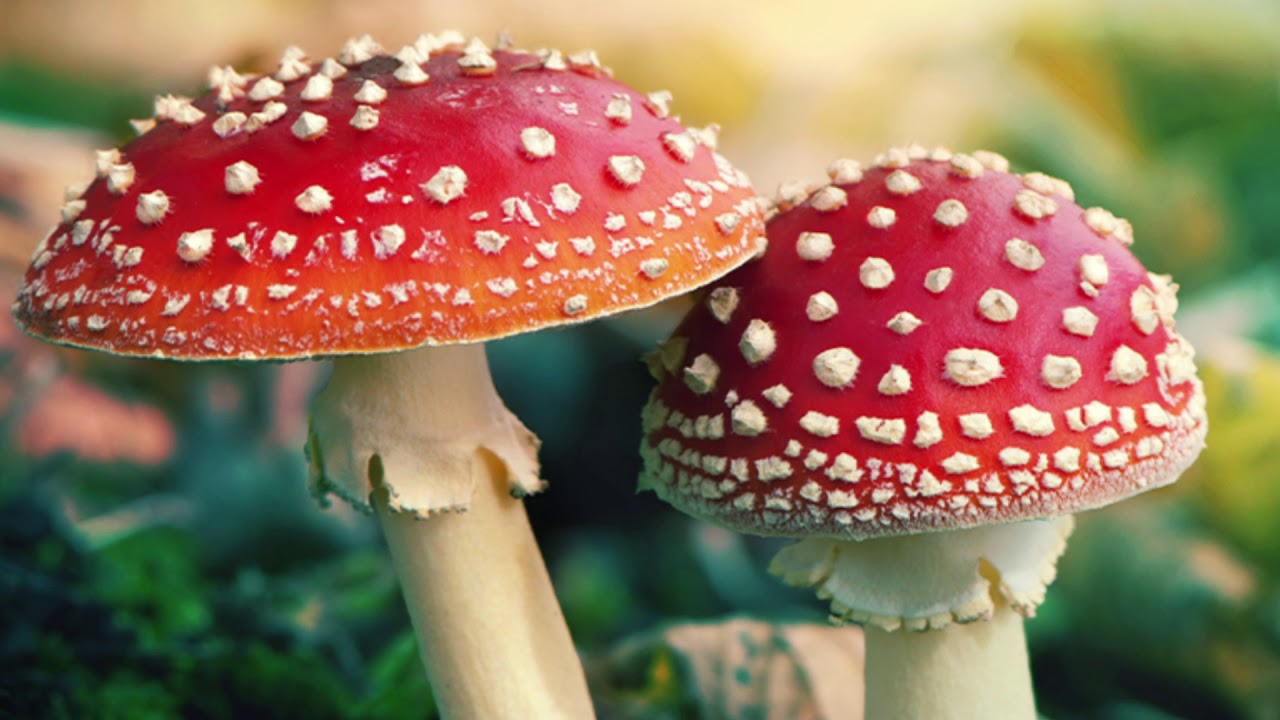 Supercharge Your Health with Caps Good Morels’ Amanita Mushroom Gummies!